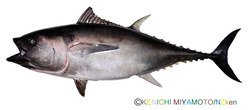 ミナミマグロ Southern bluefin tuna
